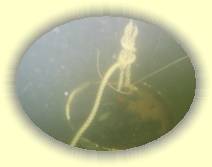 IMG_2569 * 2272 x 1704 * (586KB)