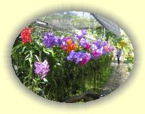 IMG_4734 * 2272 x 1704 * (1.88MB)