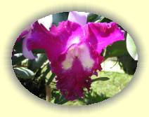 IMG_4759 * 2272 x 1704 * (866KB)