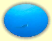 IMG_4893 * 1977 x 1483 * (1.21MB)