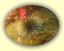 IMG_5365 * 2272 x 1704 * (1.19MB)