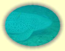 IMG_5475 * 2272 x 1704 * (819KB)