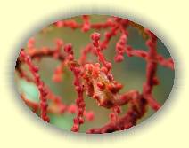 $Top20_20081120_IMG_0028 * Pygm�en-Seepferdchen * 1024 x 768 * (587KB)