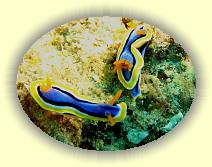 $Top20_20081120_IMG_0045 * 2 Nacktschnecken blau * 1050 x 788 * (981KB)