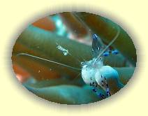 $Top20_20081122_IMG_0009 * Anemonen Garnele (Holthuis) * 927 x 695 * (524KB)