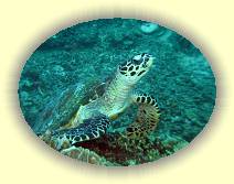 $Top20_20081126_IMG_0234 * Suppenschildkr�te * 2581 x 1936 * (5.07MB)