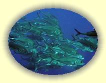 20081111_IMG_0024 * 20081111_IMG_0024 * 3072 x 2304 * (9.73MB)