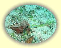 20081112_IMG_0079 * 20081112_IMG_0079 * 1723 x 1292 * (2.52MB)