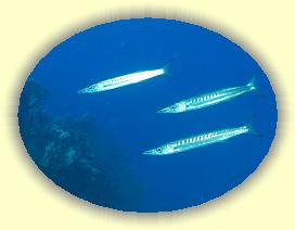 20090618_009 * 1350 x 1017 * (112KB)