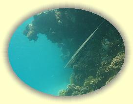 20090619_007 * 1982 x 1491 * (248KB)