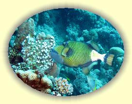 20090620_016 * 2241 x 1693 * (790KB)