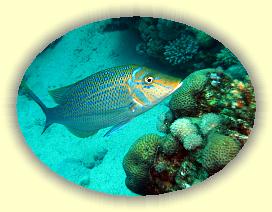 20090627_009 * 2405 x 1813 * (623KB)