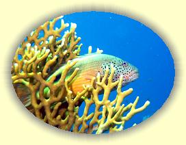 20090627_024 * 2626 x 1980 * (596KB)