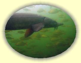 IMG_0015 * 3072 x 2304 * (2.5MB)