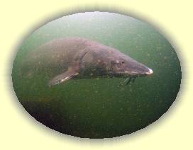 IMG_0086 * 3072 x 2304 * (3.2MB)