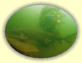 IMG_0109 * 3072 x 2304 * (2.07MB)