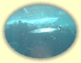 20100917_015 * 3072 x 2304 * (2.3MB)