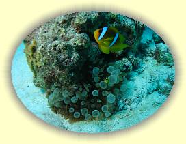 20100918_003 * 2579 x 1933 * (3.27MB)