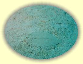 20100923_019 * 2719 x 2039 * (3.32MB)