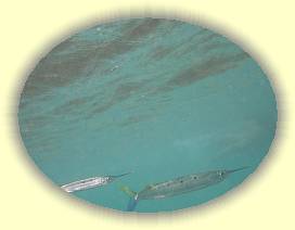 20100925_001 * 2419 x 1818 * (2.37MB)