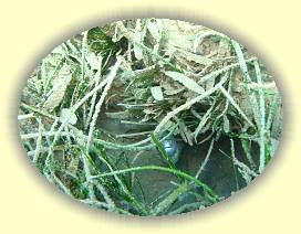 20100925_005 * 2441 x 1831 * (3.47MB)