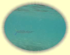 20100925_014 * 1706 x 1288 * (1.15MB)