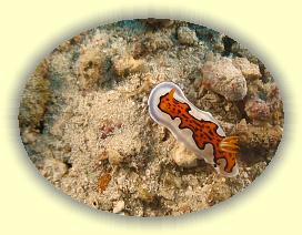 20111111_038 * 1680 x 1260 * (1.61MB)