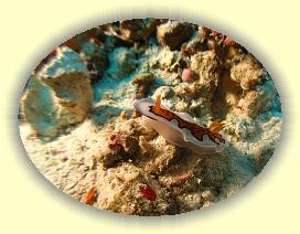 20111111_042 * 2437 x 1828 * (2.71MB)