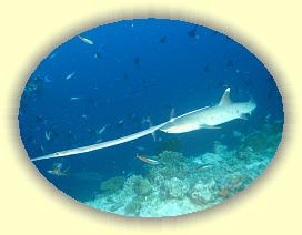 20111116_155 * 2057 x 1543 * (2.17MB)