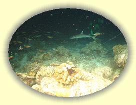 20111116_191 * 2334 x 1750 * (2.98MB)