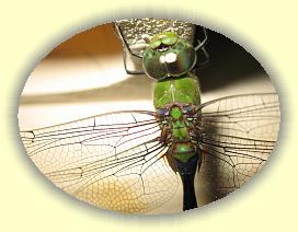 20111121_032 * 3072 x 2304 * (2.52MB)