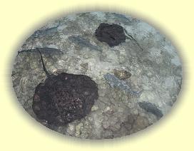 20111122_167 * 3072 x 2304 * (4.17MB)