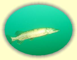 IMG_0050 * 2187 x 1640 * (1.74MB)