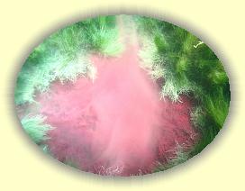 IMG_0080 * 3072 x 2304 * (3.81MB)