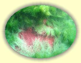 IMG_0082 * 2489 x 1867 * (3.24MB)