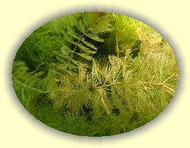 IMG_0125 * 2628 x 1971 * (3.61MB)