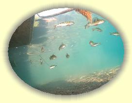 IMG_0137 * 2493 x 1870 * (2.41MB)