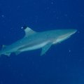 20171018-01Schwarzspitzenriffhai