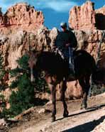 BryChrk.jpg (9850 Byte)