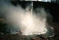 Echinu2k.jpg (5466 Byte)