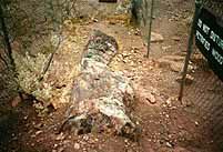 VoF7k.jpg (10595 Byte)