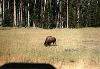 YellowDk.jpg (8783 Byte)