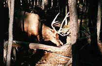 YellowEk.jpg (8881 Byte)