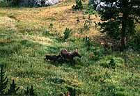 YellowFk.jpg (11024 Byte)